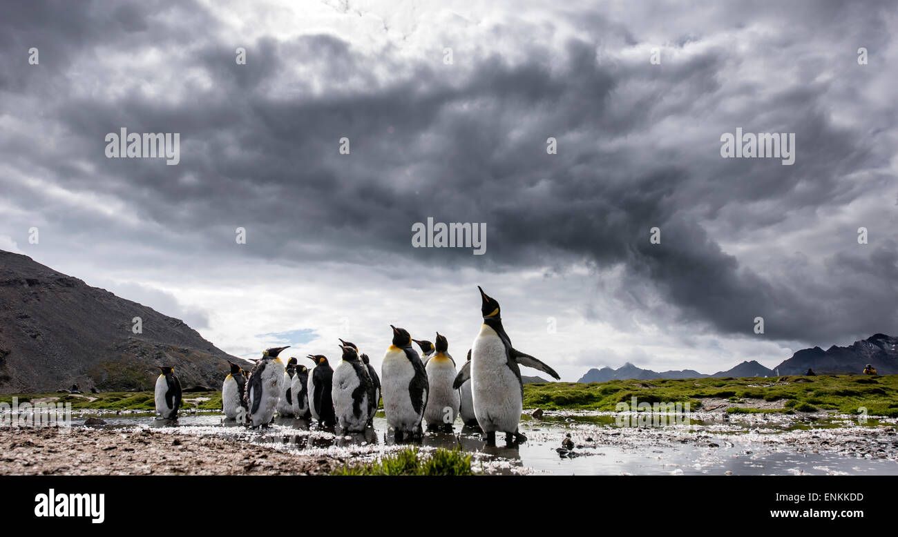 Kolonie von König Penguins (Aptenodytes Patagonicus) Stromness Südgeorgien Stockfoto