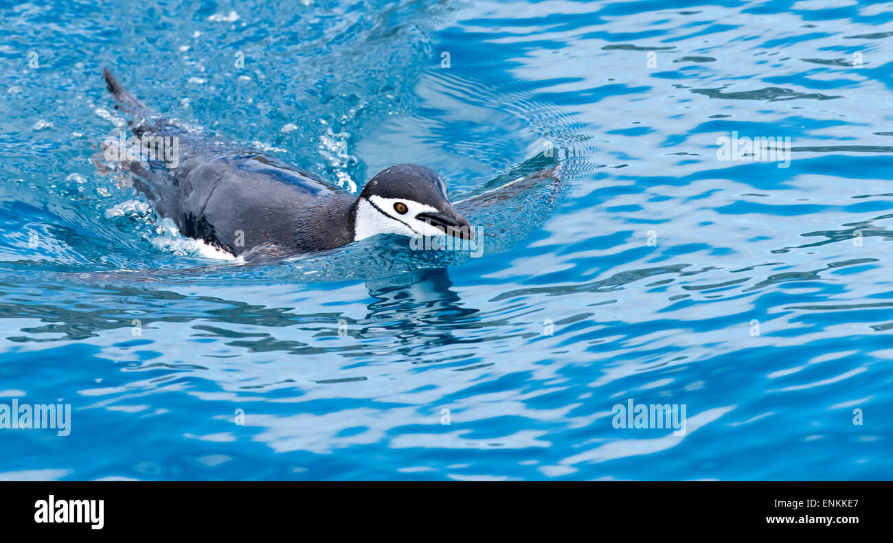 Kinnriemen Pinguin (Pygoscelis Antarctica) schwimmen Cooper Insel Südgeorgien UK Stockfoto