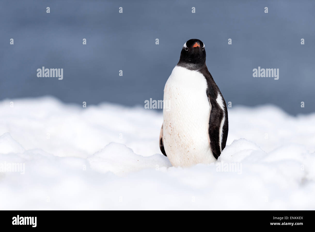 Gentoo Penguin (Pygoscelis Papua) auf Schnee Mikkelsen Hafen antarktischen Halbinsel Antarktis Stockfoto