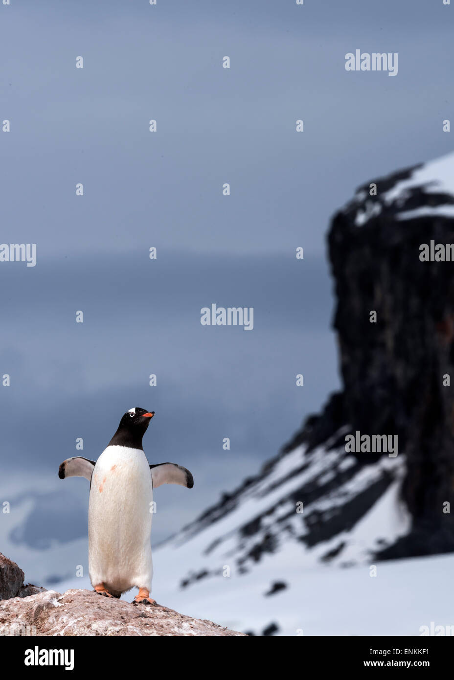 Gentoo Penguin (Pygoscelis Papua) erstreckt sich auf Felsen Mikkelsen Hafen antarktischen Halbinsel Antarktis Stockfoto