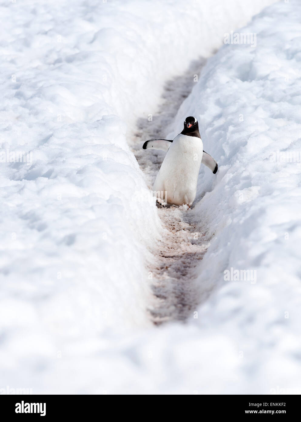 Gentoo Penguin (Pygoscelis Papua) zu Fuß auf Pinguin Autobahn Mikkelsen Hafen antarktischen Halbinsel Antarktis Stockfoto
