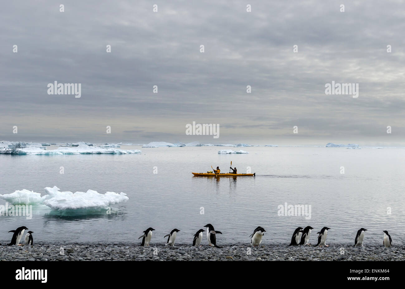 Gentoo Penguins (Pygoscelis Papua) laufen am Strand und Kajaks Brown Bluff antarktischen Halbinsel Antarktis Stockfoto