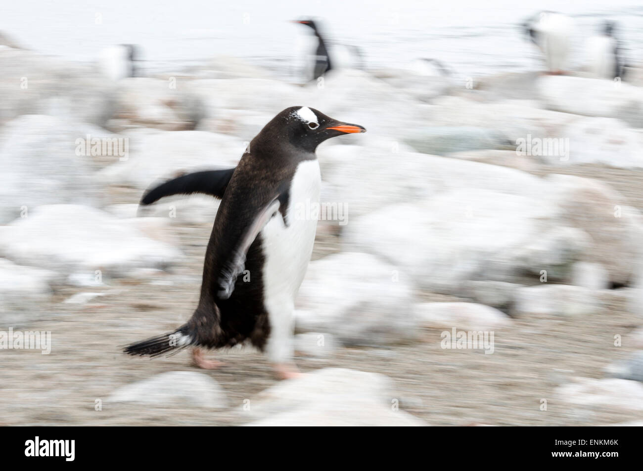 Gentoo Penguin (Pygoscelis Papua) laufen Neko Harbour antarktischen Halbinsel Antarktis Stockfoto