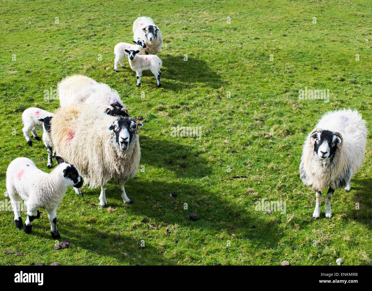 Eine matriarchalische Aue Schutz Frühjahr Lämmer, Austwick, Yorkshire Dales National Park, England, UK Stockfoto