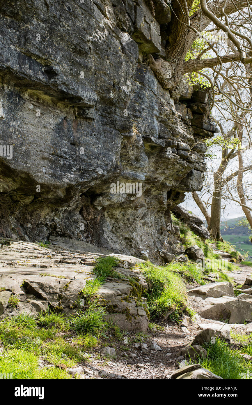 Ein Fußweg entlang 440 Millionen Jahre alten Felsen, Nappa Narben, Austwick, Yorkshire Dales National Park, England, UK Stockfoto