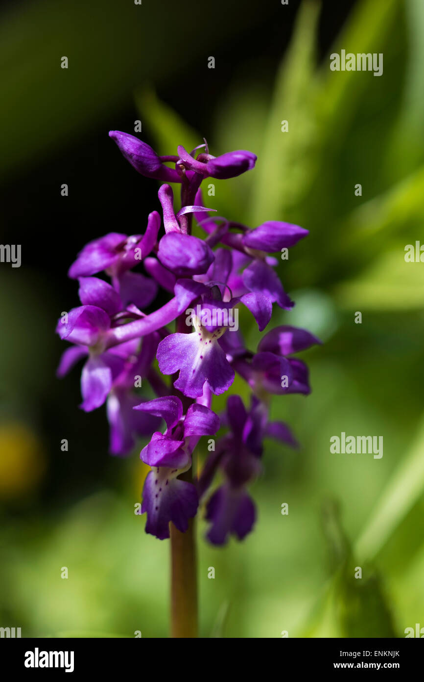 Eine lebendige frühen lila Orchidee blüht in den Yorkshire Dales National Park, England, UK Stockfoto