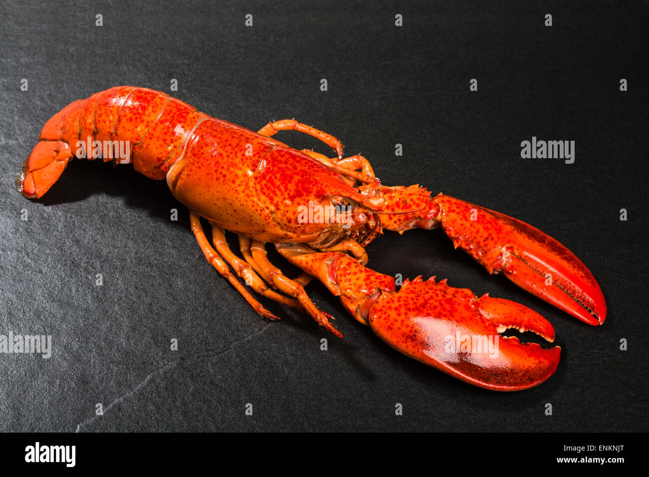 Gekochter Hummer Stockfoto