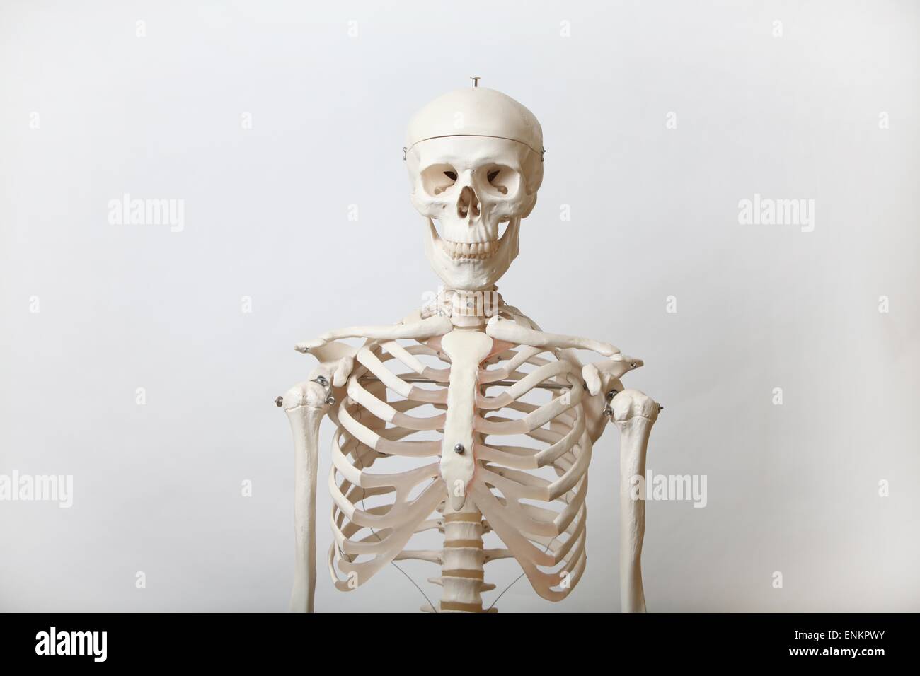 Ein Leben Größe Modell eines menschlichen Skeletts. Bild von James Boardman Stockfoto