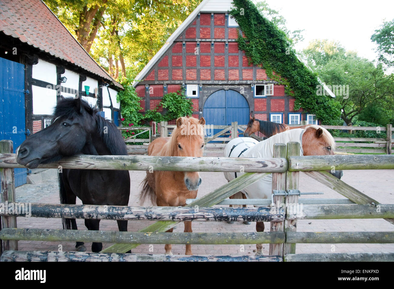 Pferde, Oldenburger Muensterland, Niedersachsen, Deutschland, Berge, Artland Stockfoto