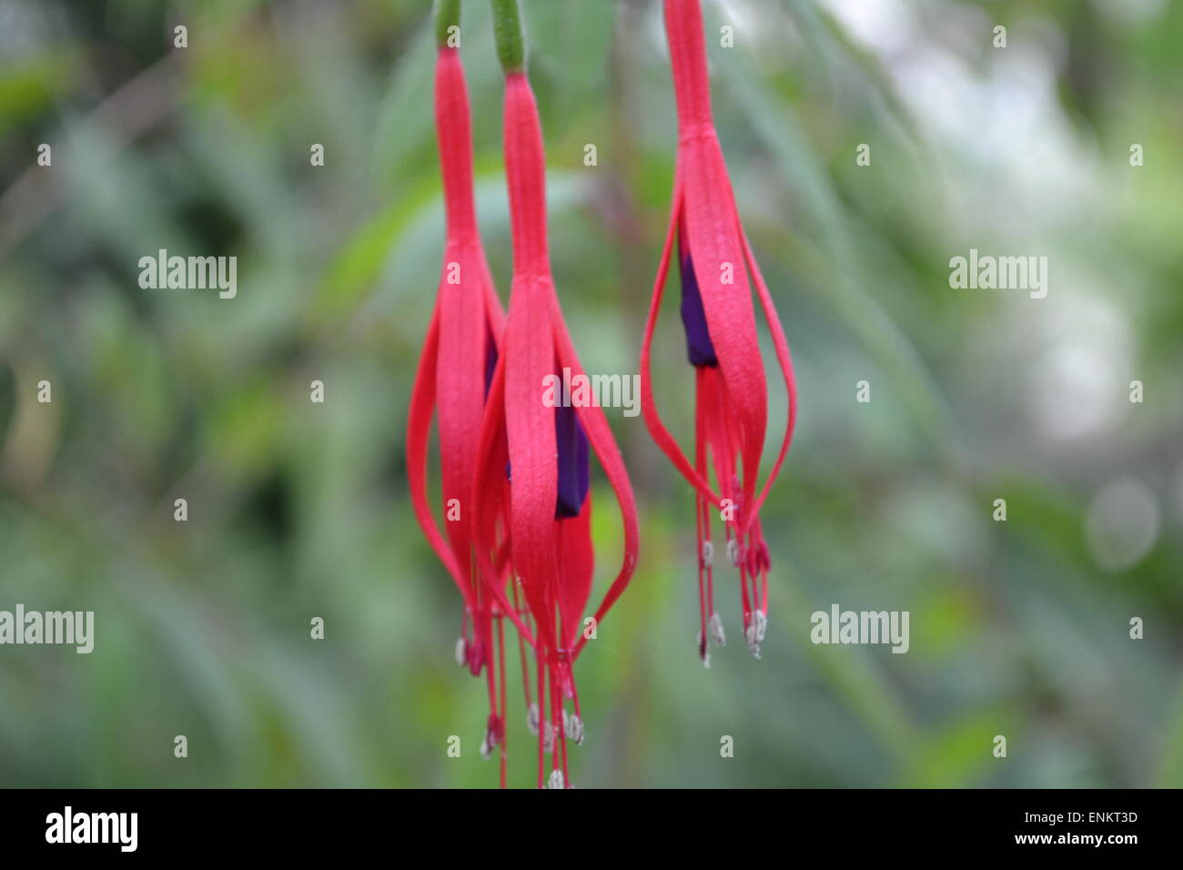 Rosa & lila Blumen Stockfoto