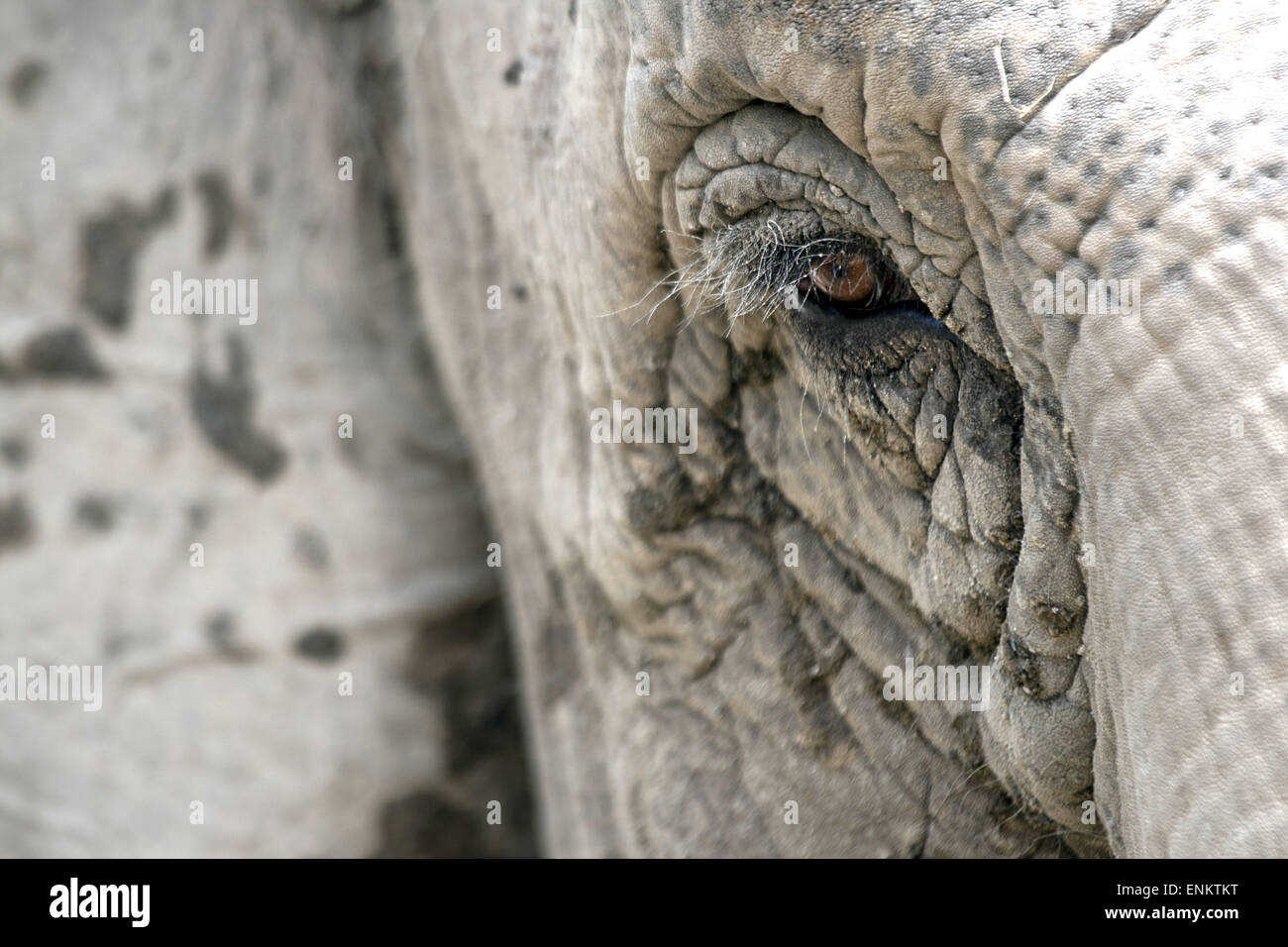 Auge eines Elefanten Stockfoto