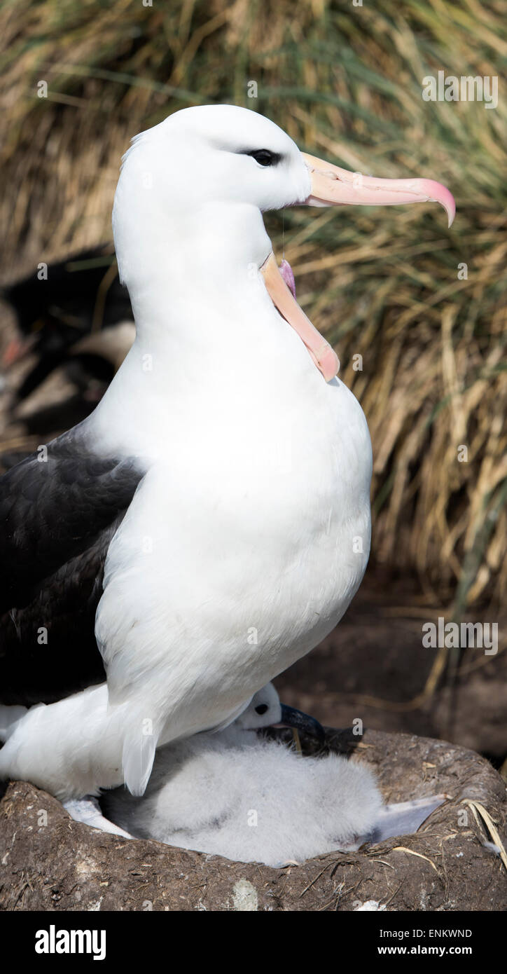 Adult Black-browed Albatross auf Nest mit Küken (Thalassarche Melanophrys) an der West Point Insel Falkland Inseln UK Stockfoto