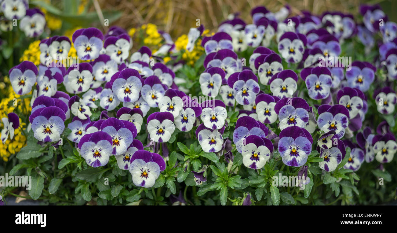 Viele Lächeln Pansy Stiefmütterchen Viola tricolor Stockfoto