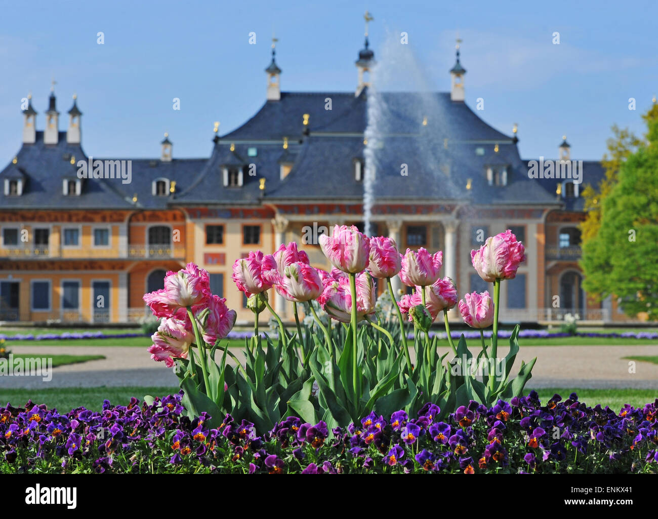 Tulpen Blume Im Garten Der Lust Im Schloss Pillnitz Dresden
