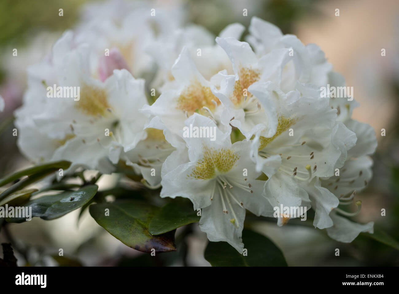 Weißen Blüten der Rhododendron Cuningham hautnah Stockfoto