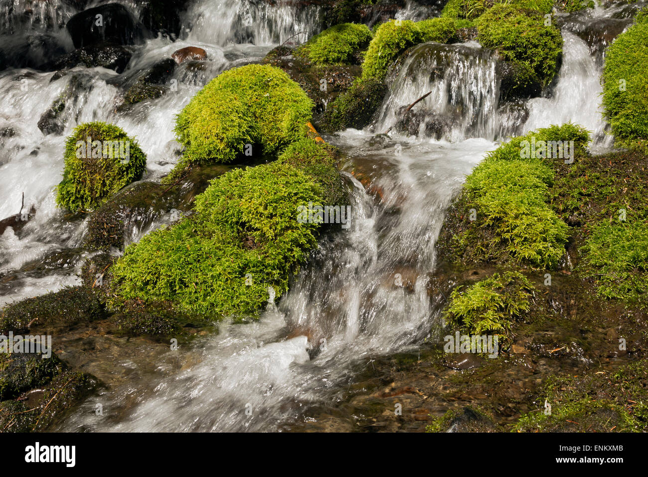 WA10624-00... WASHINGTON - Moos wächst in Rocky Creek durchzogen von Appleton Pass Trail in Olympic Nationalpark. Stockfoto