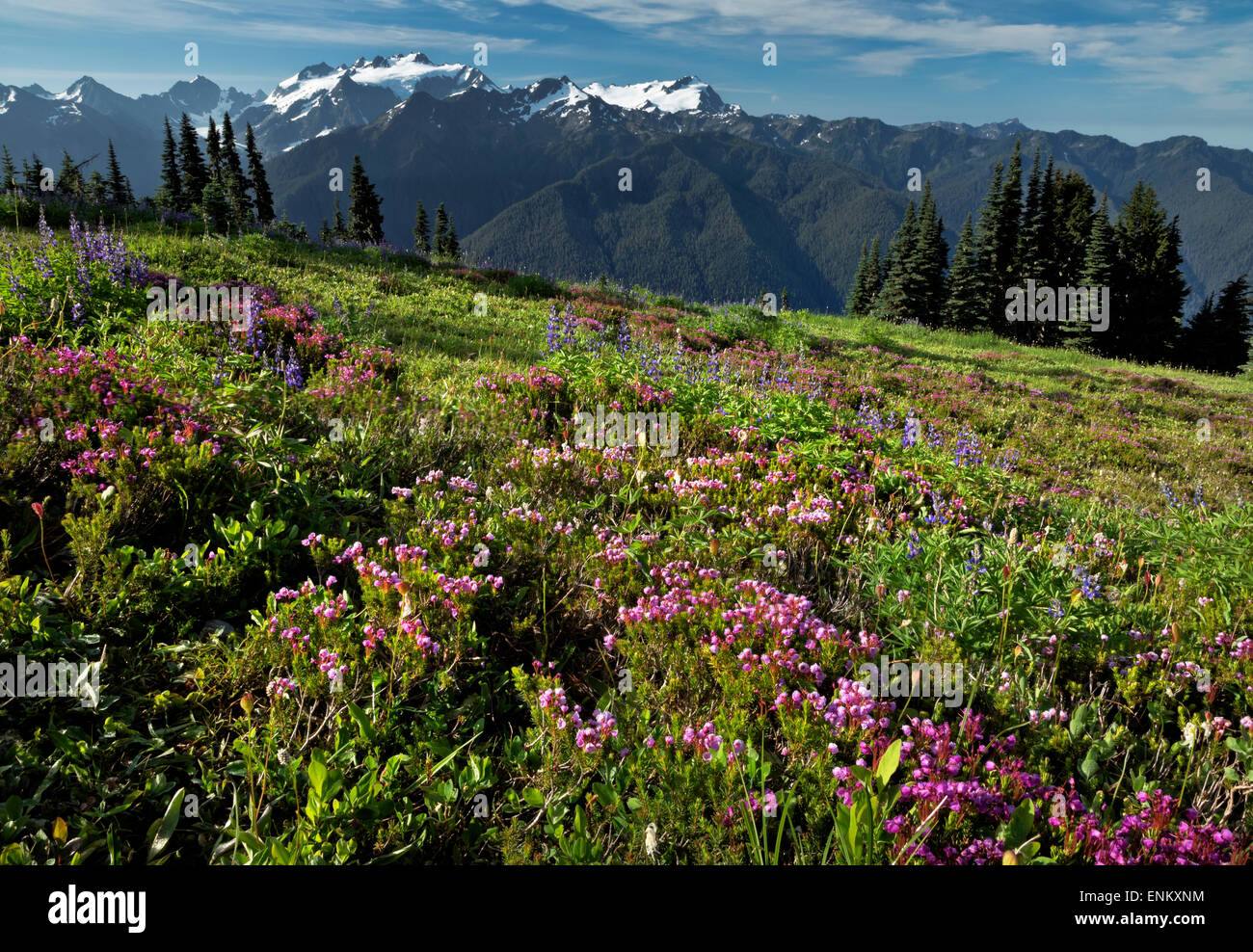 WASHINGTON - Lupine und Heidekraut blühen in einer Wiese entlang der hohen Kluft mit Olymp und Mount Tom in der Ferne. Stockfoto