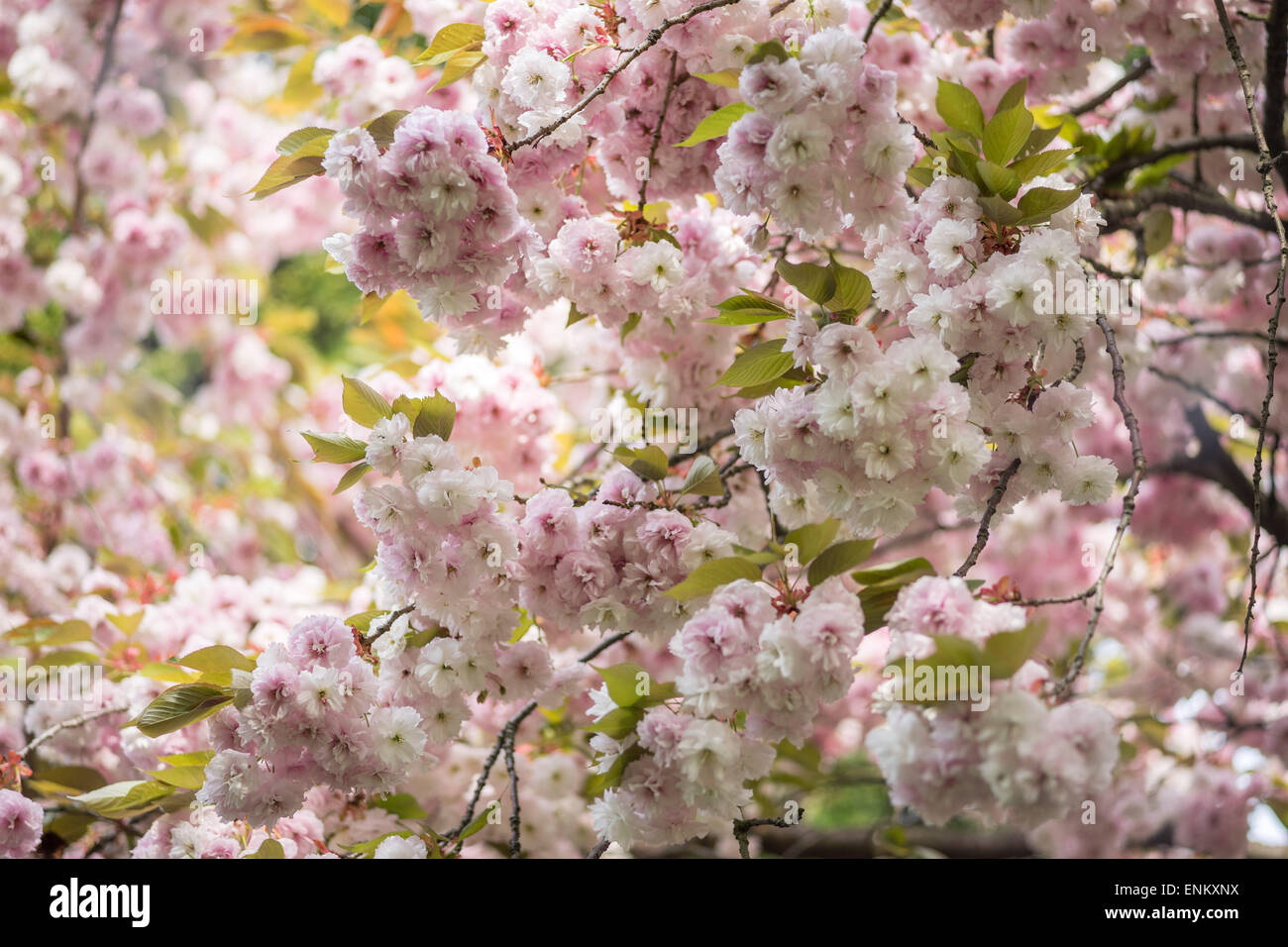 Reiche rosa Blüte von der ornamentalen Kirschbaum Stockfoto