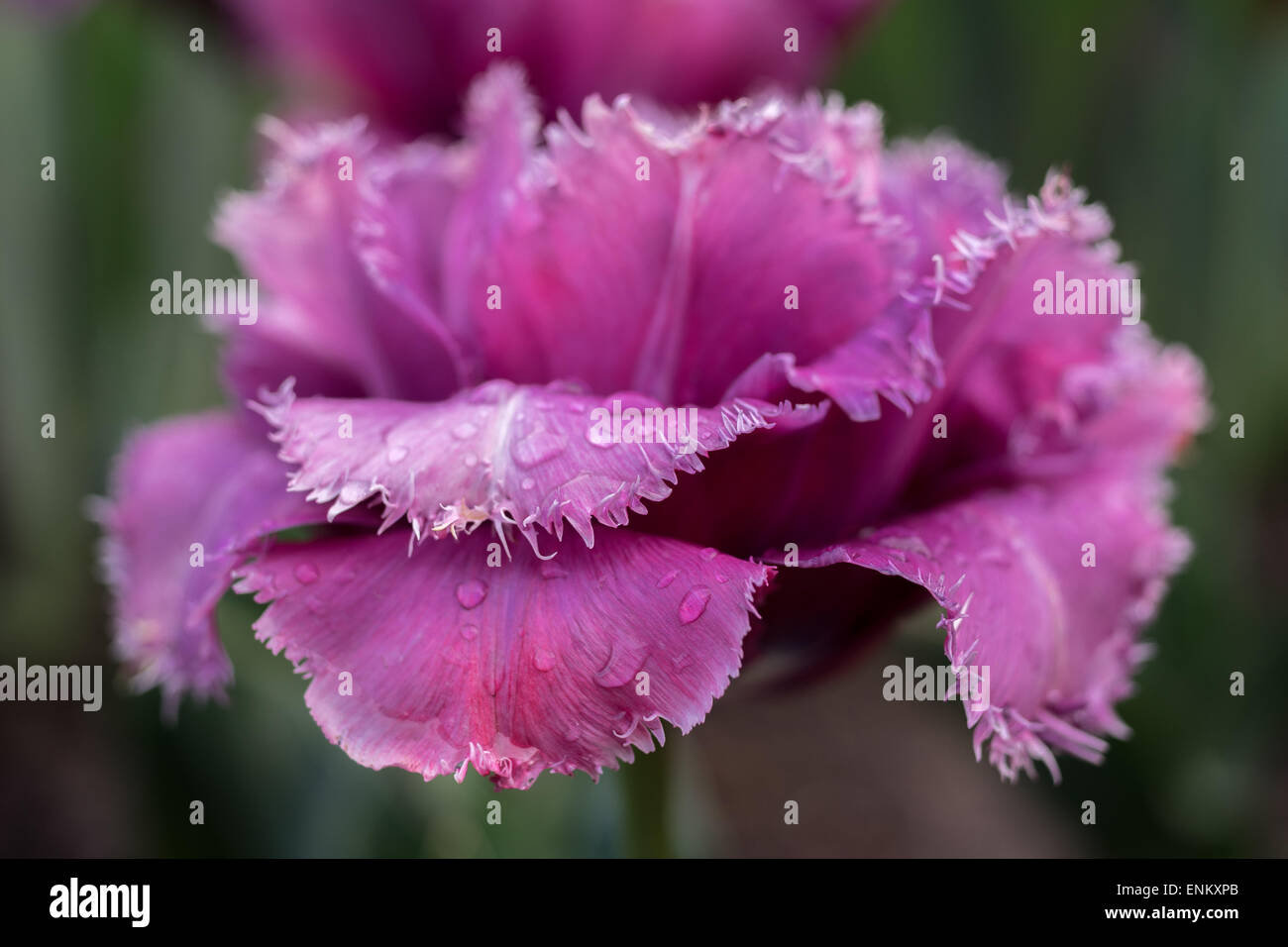 Lila Tulpe mit gezahnten Rändern der Blütenblätter Stockfoto