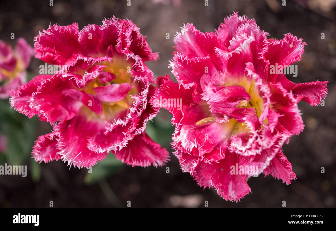 Zwei rote Tulpen mit gezahnten Rändern der Blütenblätter Stockfoto