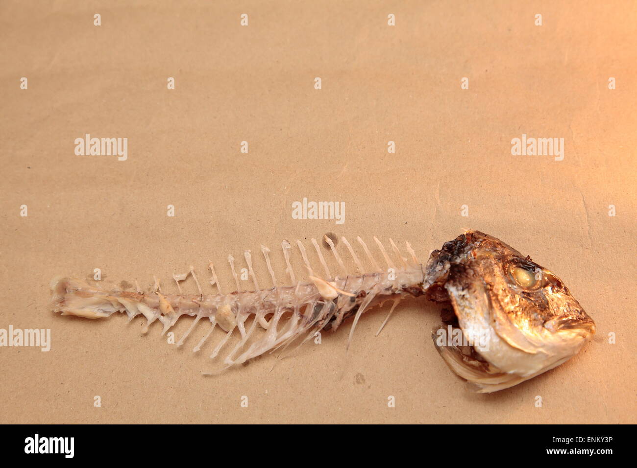Das Skelett von einem vor kurzem gegessen Dorade Stockfoto