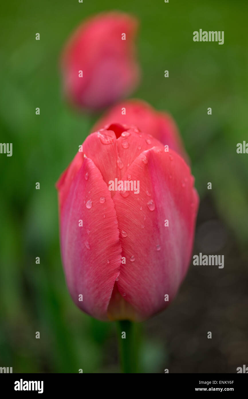 Rote Tulpe mit Regentropfen auf Blütenblätter hautnah Stockfoto