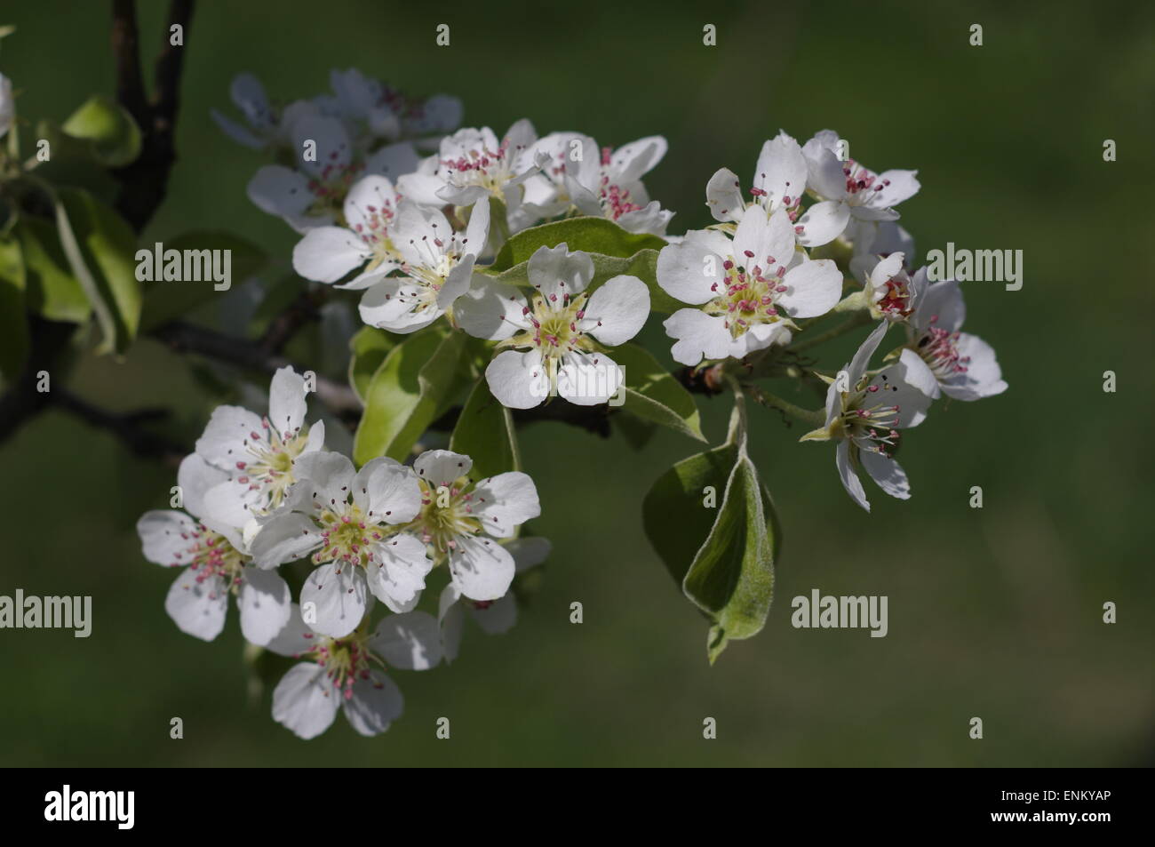 Birne Blüte Stockfoto