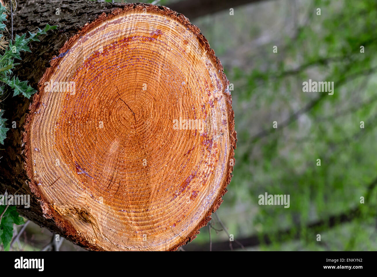 Die Kreise einer Pinie gekürzt, wo Sie das Alter des Baumes zählen können. Stockfoto