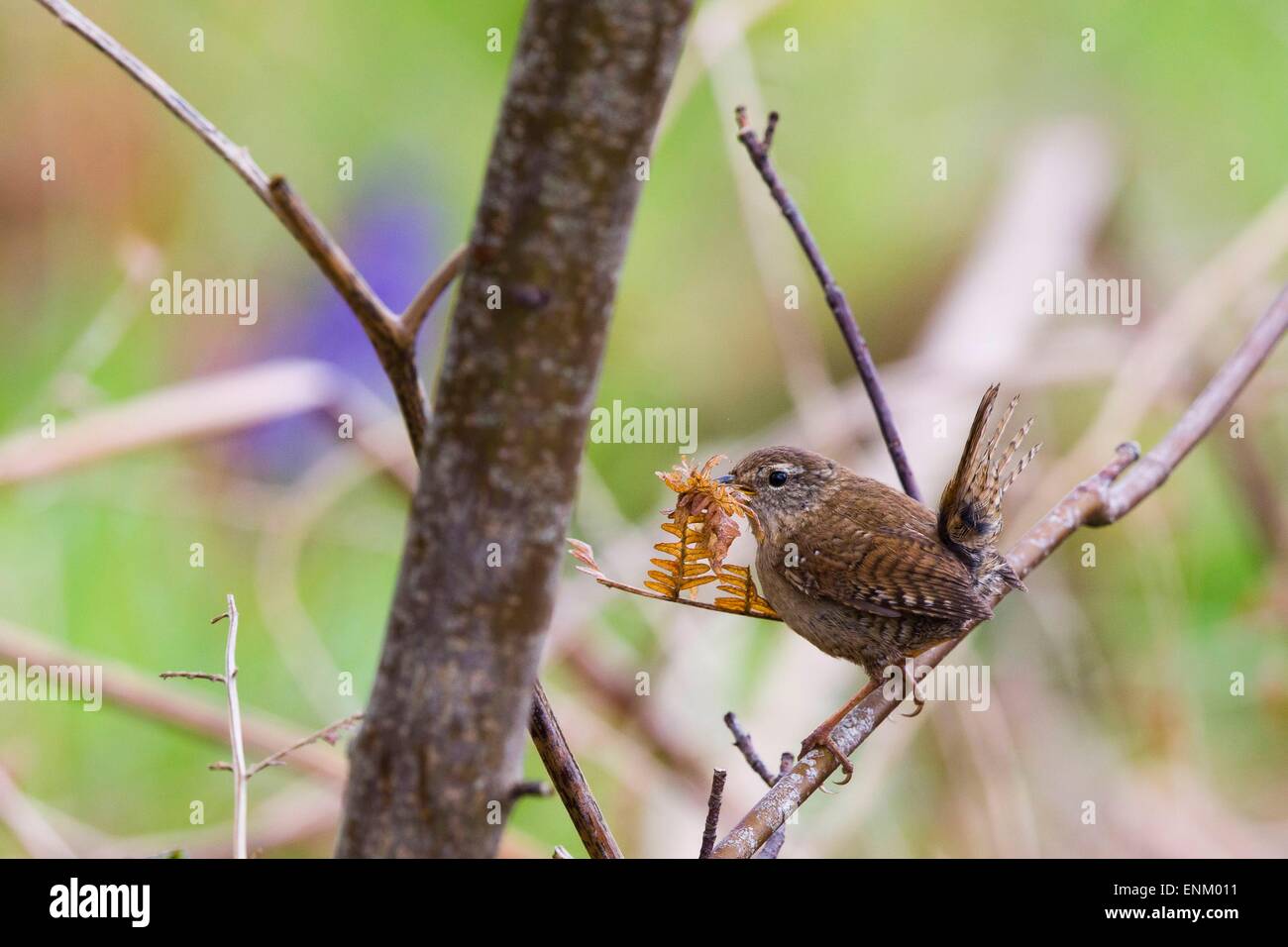 Ein Zaunkönig (Troglodytes Troglodytes) mit einigen Nistmaterial zu seinem Nest im Ynyshir RSPB Reserve, Ceredigion hinzufügen Stockfoto