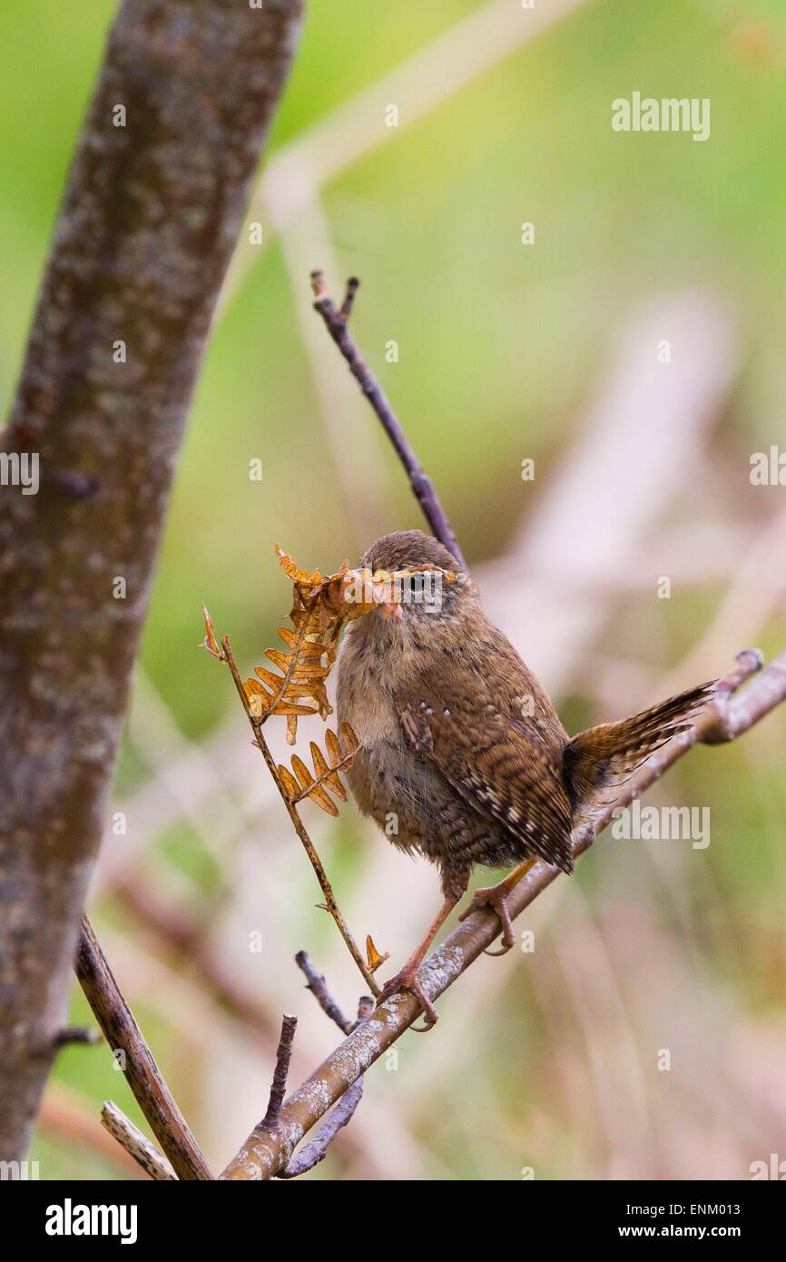 Ein Zaunkönig (Troglodytes Troglodytes) mit einigen Nistmaterial zu seinem Nest im Ynyshir RSPB Reserve, Ceredigion hinzufügen Stockfoto