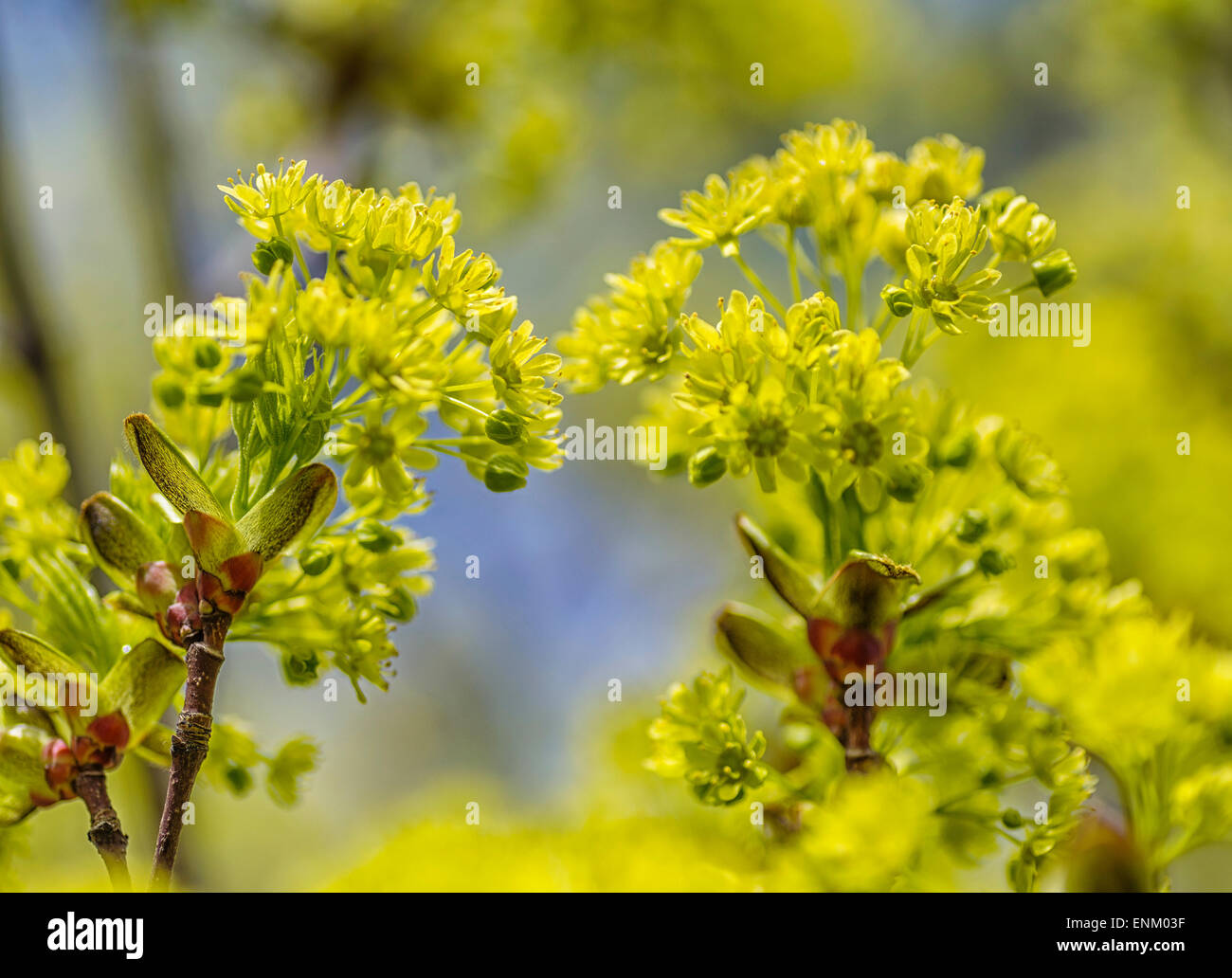 Kleinblättrige Linde (Tilia Cordata), Blumen Stockfoto