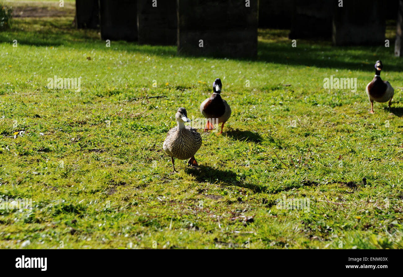 Darlington County Durham UK - Mallard Enten Anas Platyrhynchos bei Frühlingswetter Stockfoto