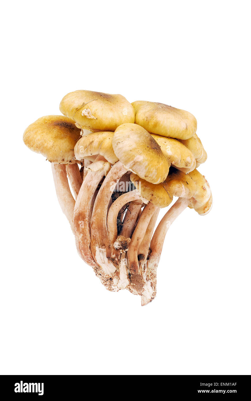 essbare Pilze isoliert auf weiss Stockfoto