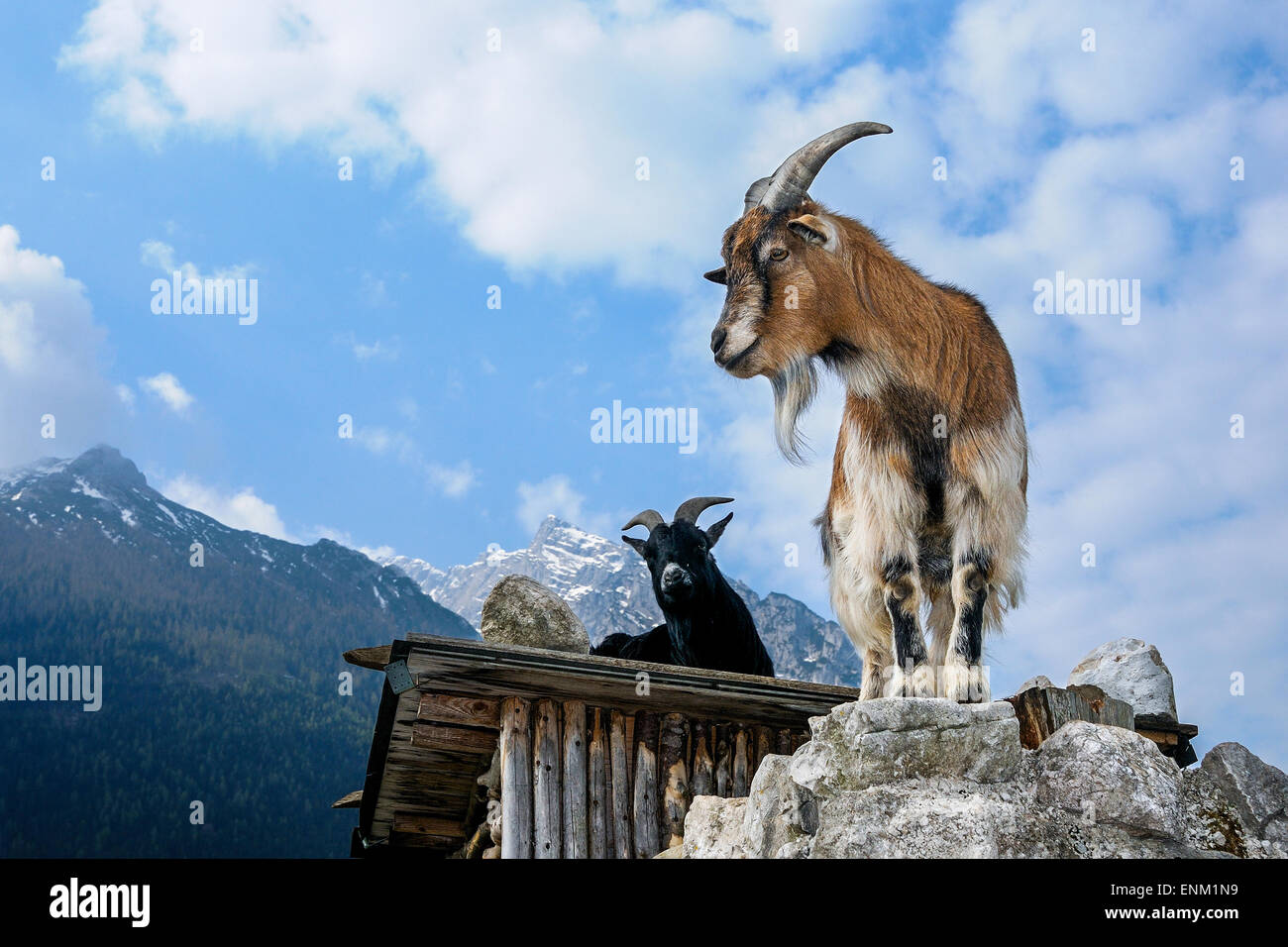 Ziege, Capra Aegagrus hircus Stockfoto