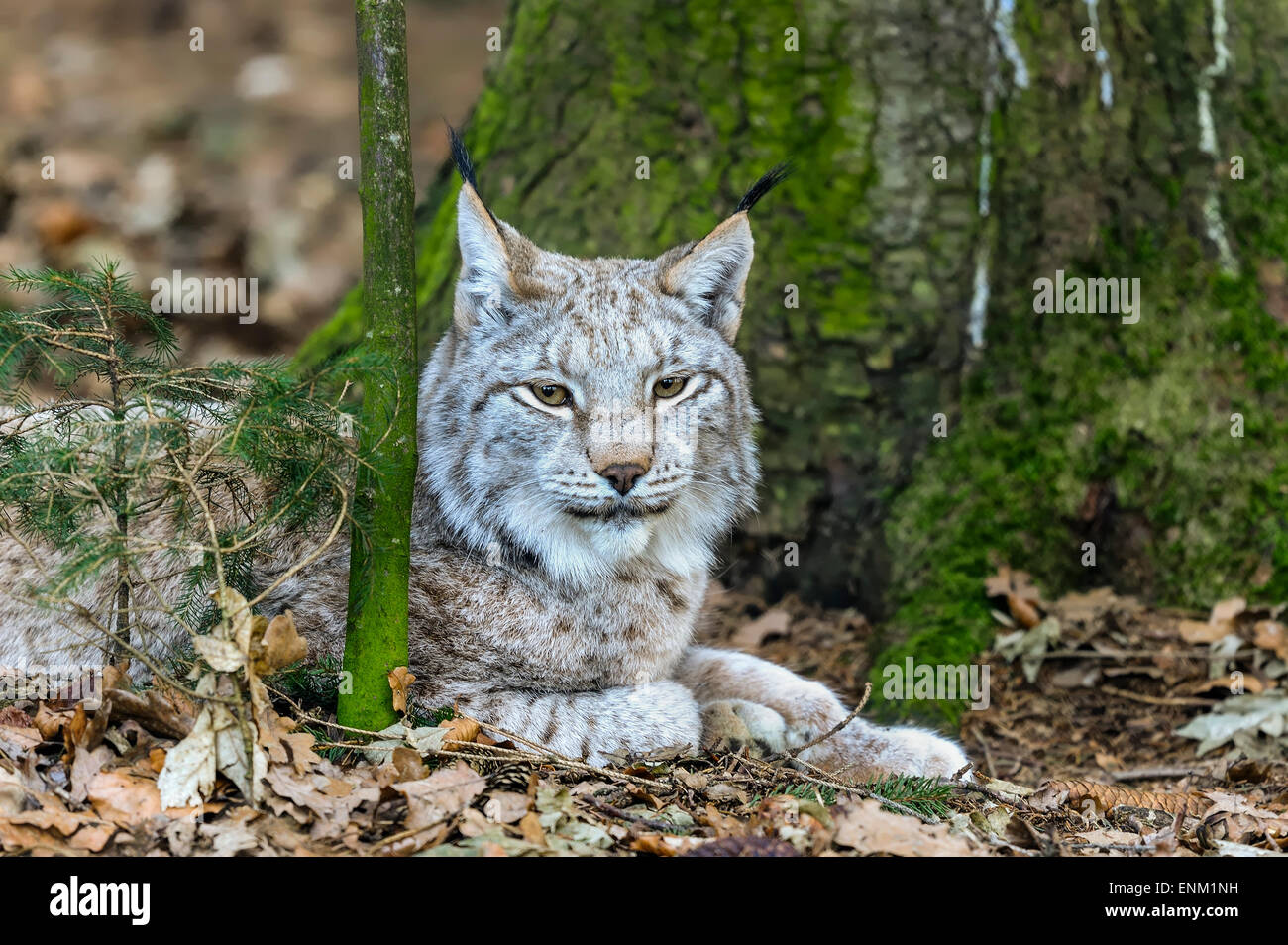 Lynx lynx Stockfoto