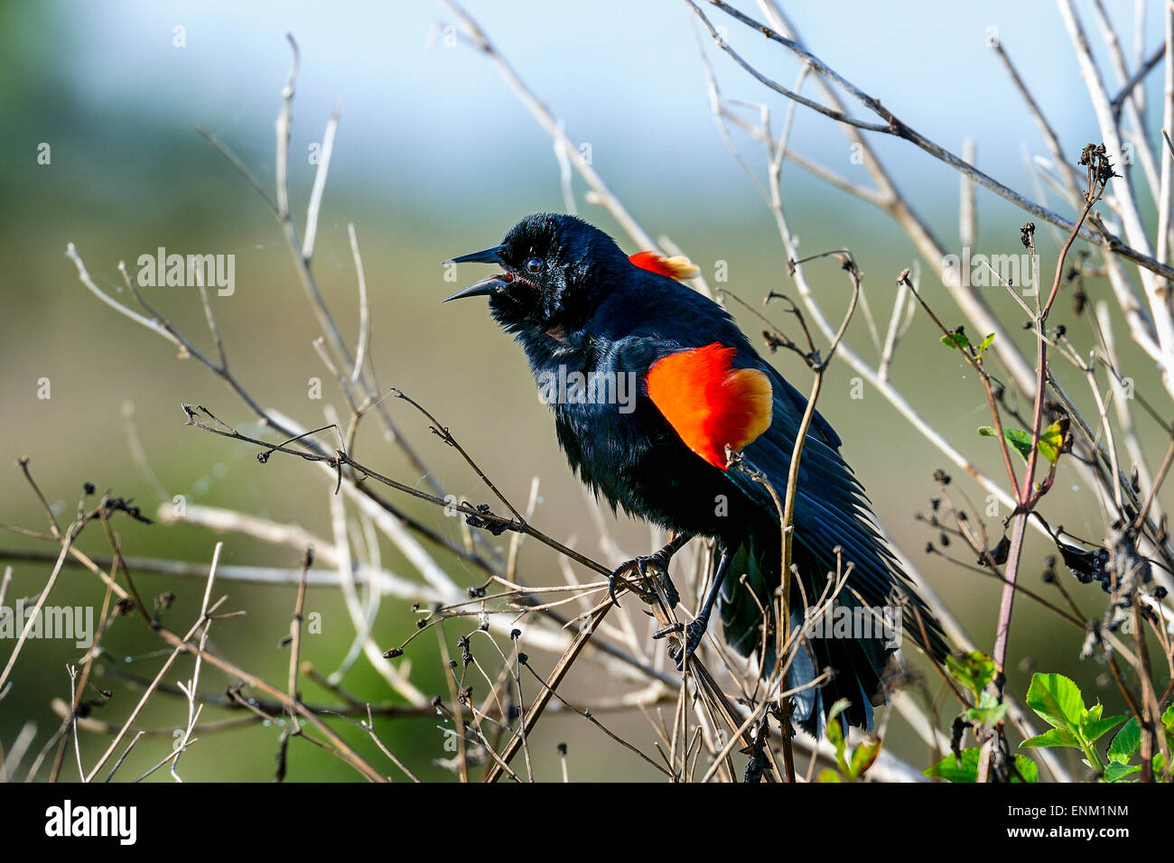 Agelaius Phoeniceus, Rotschulterstärling, Viera, florida Stockfoto