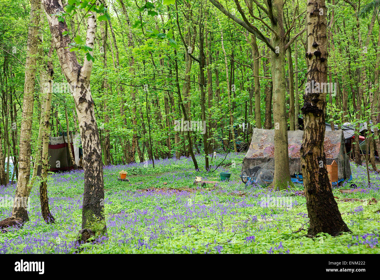 Ein Zelt & Glockenblumen in der "Öko-Dorf" in Runnymede Wald. Eine Gemeinschaft von Menschen, die einen alternativen Lebensstil eingerichtet. Stockfoto