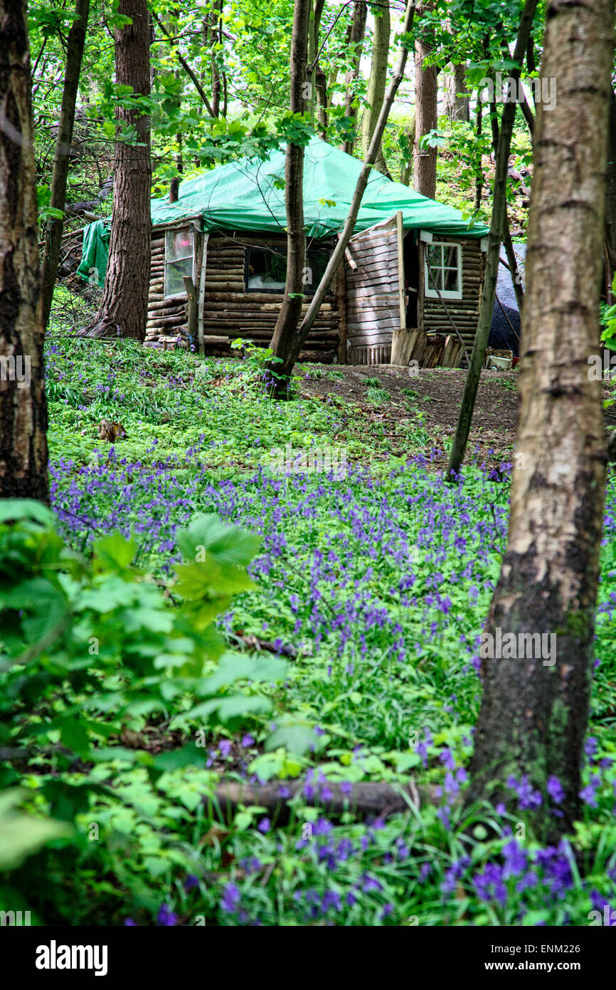 Eine Hütte & Glockenblumen in der "Öko-Dorf" in Runnymede Wald. Eine Gemeinschaft von Menschen, die einen alternativen Lebensstil eingerichtet. Stockfoto