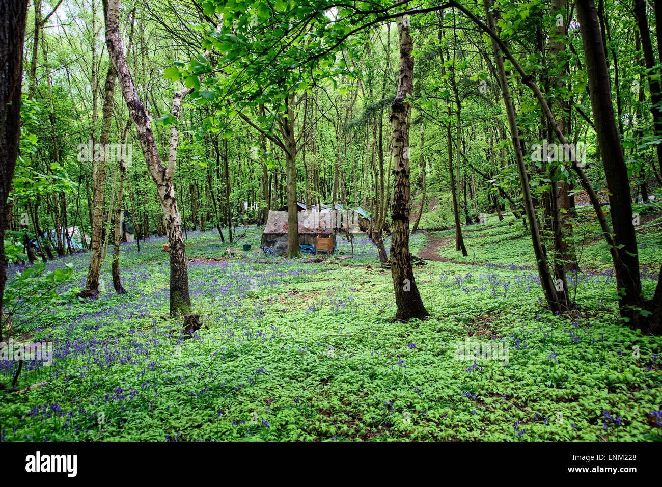 Ein Zelt & Glockenblumen in "Eco Village" in Runnymede Wald. Eine Gemeinschaft von Menschen, die einen alternativen Lebensstil eingerichtet. Stockfoto