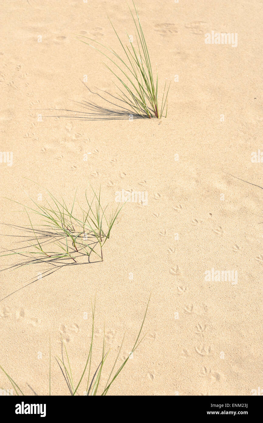Young Dünengebieten Rasen durch Sanddüne in Vogel Fußspuren bedeckt Stockfoto