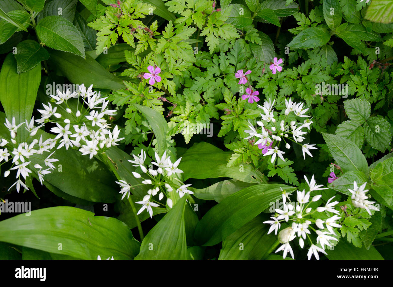 Wilder Knoblauch Bärlauch wissenschaftlichen Namen Allium Ursinum auch bekannt als Holz Knoblauch breites Blatt trägt Stoffen und Geranium robertianum Stockfoto