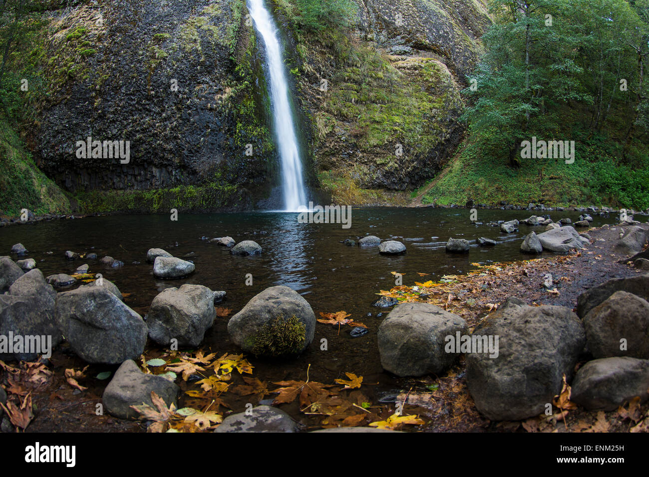 Schachtelhalm Wasserfälle und moosigen Felswand mit Herbstlaub auf Küste, Columbia-Schlucht, Oregon. Stockfoto