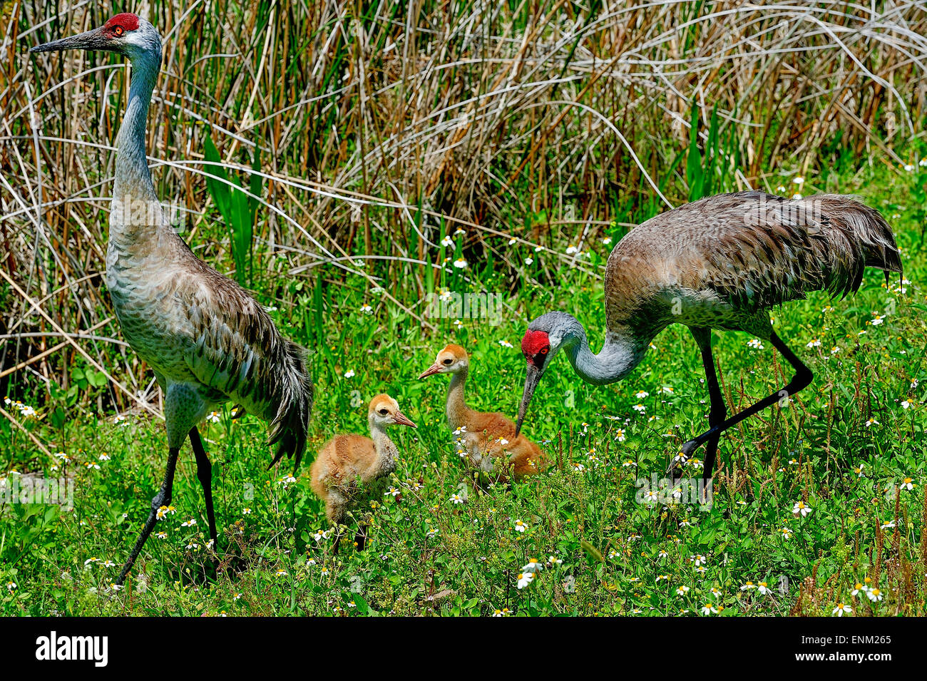 Sandhill Kran, Viera Feuchtgebiete Stockfoto