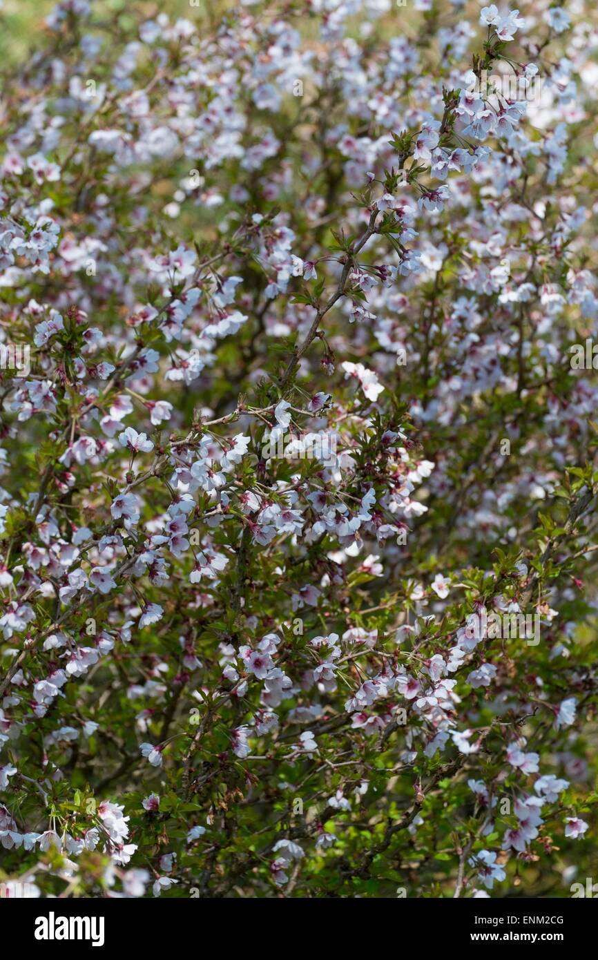 Prunus Incisa 'Kojo-No-Mai' in Blüte. Stockfoto