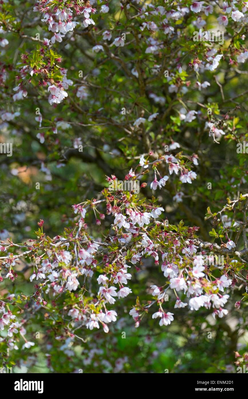 Prunus Incisa 'Kojo-No-Mai' in Blüte. Stockfoto