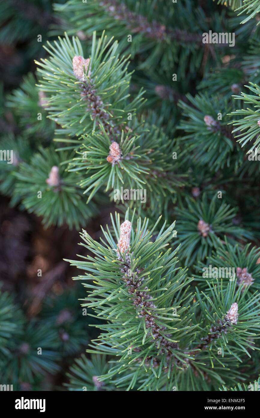 Pinus Mugo bucklig - Swiss Zwerg Bergkiefer. Stockfoto