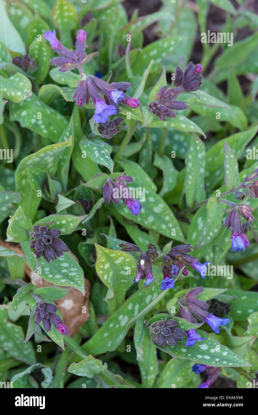 Pulmonaria Longifolia - 'Ballyrogan Blue' Stockfoto