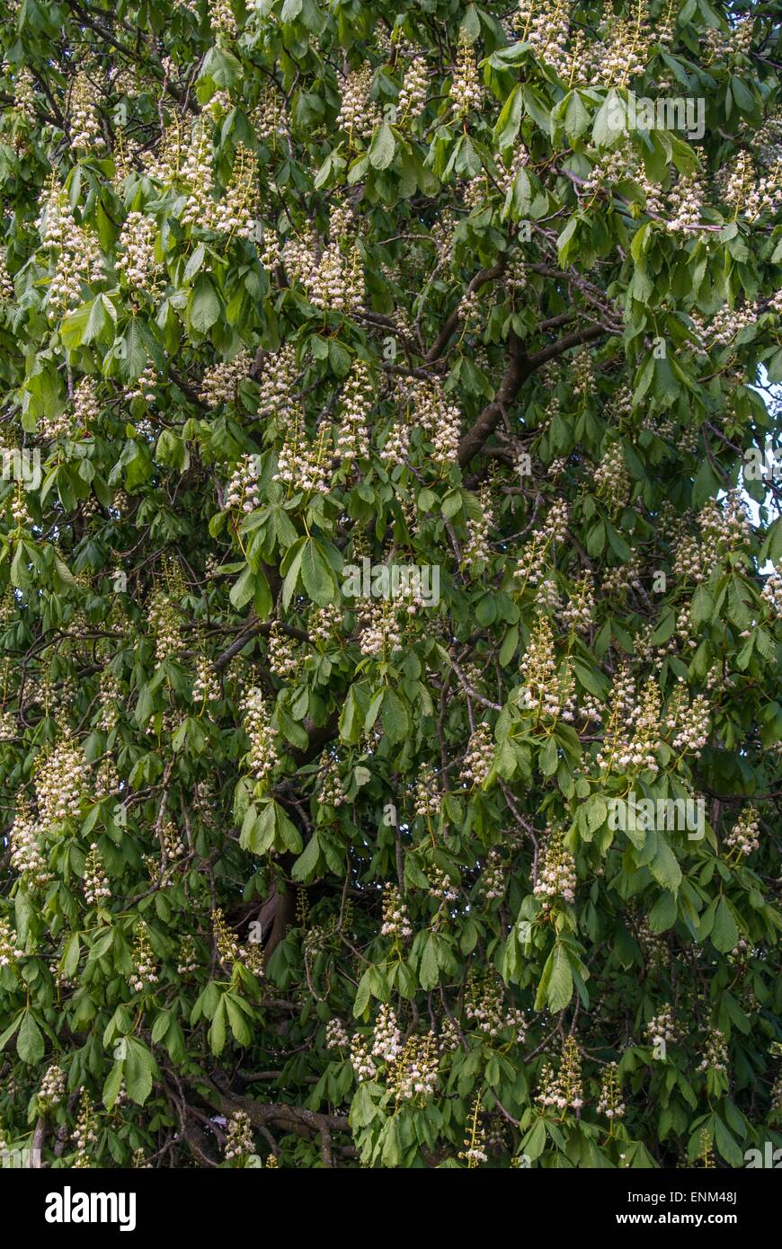 Pferd-Kastanie - Aesculus Hippocastanum. Zeigt Blume Spitzen Stockfoto