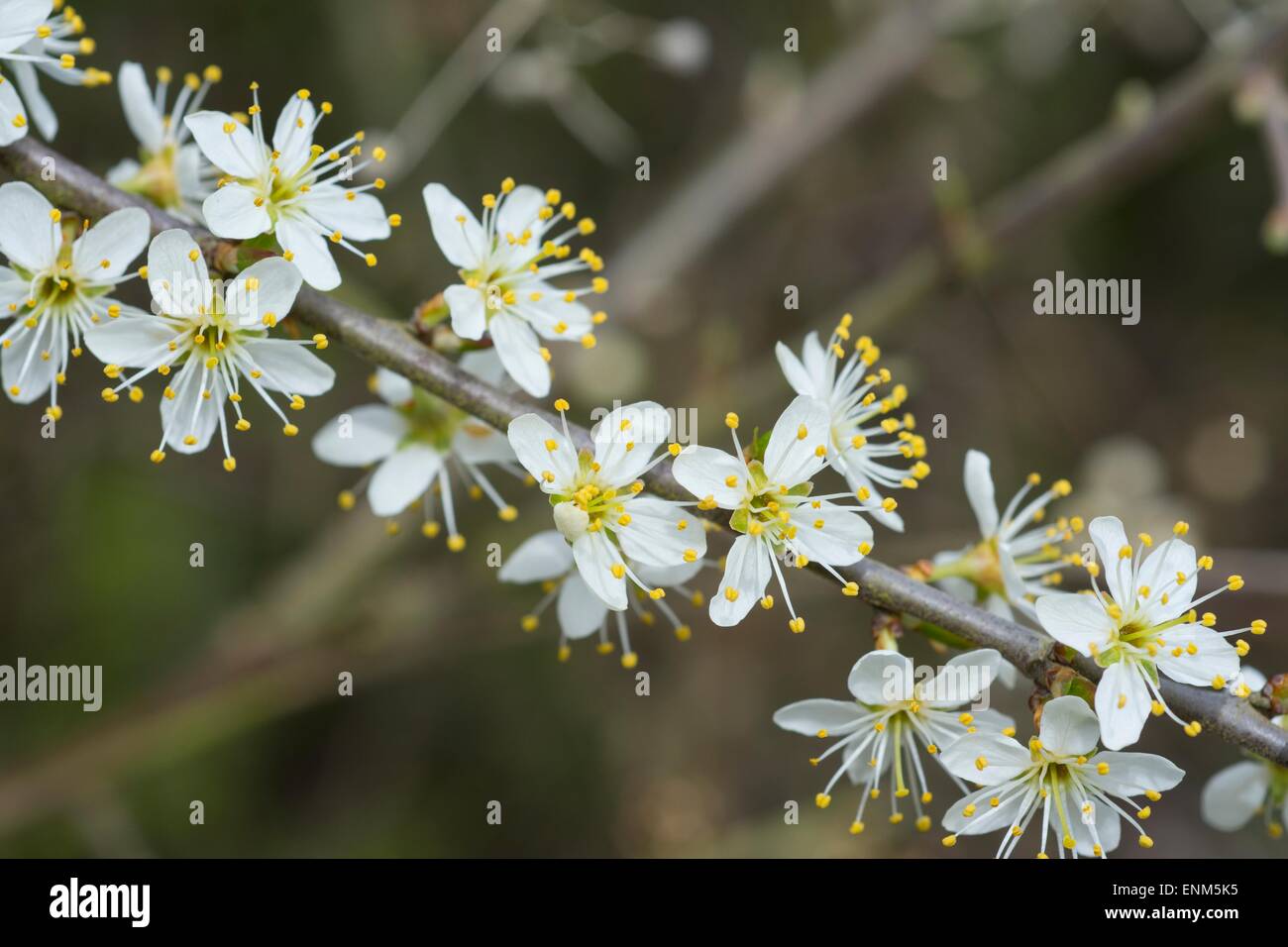 Prunus Spinosa - Schlehe, oder Schlehe, Blüte. Stockfoto