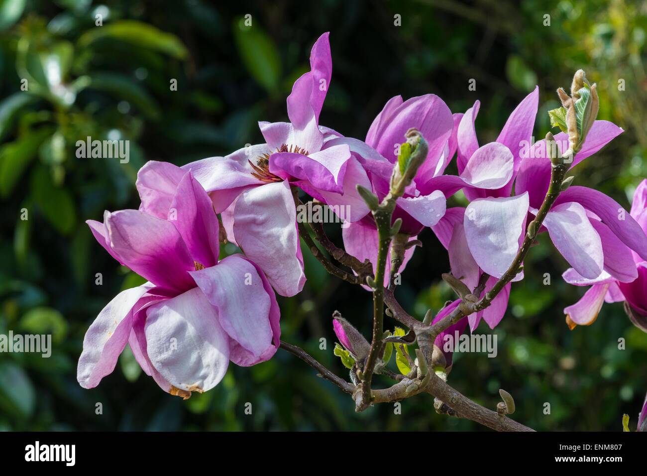 Große lila Magnolia Stockfoto